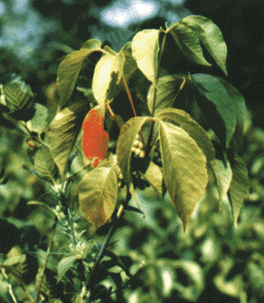 poison ivy picture